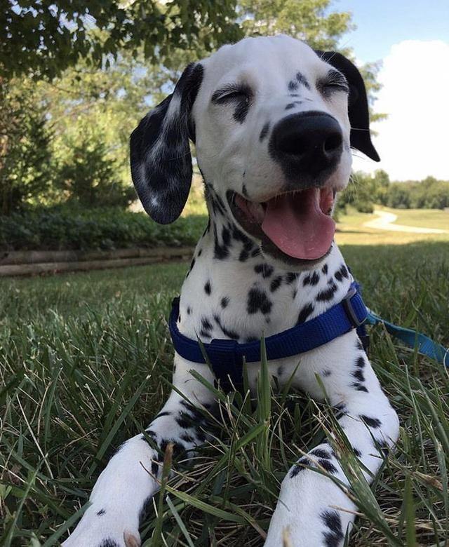 白金汉宫边境牧羊犬