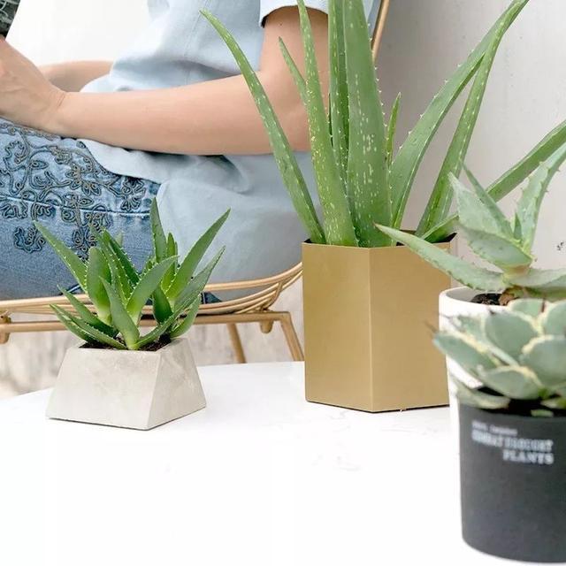 库拉索芦荟 库拉索芦荟（库拉索芦荟叶汁） 生活