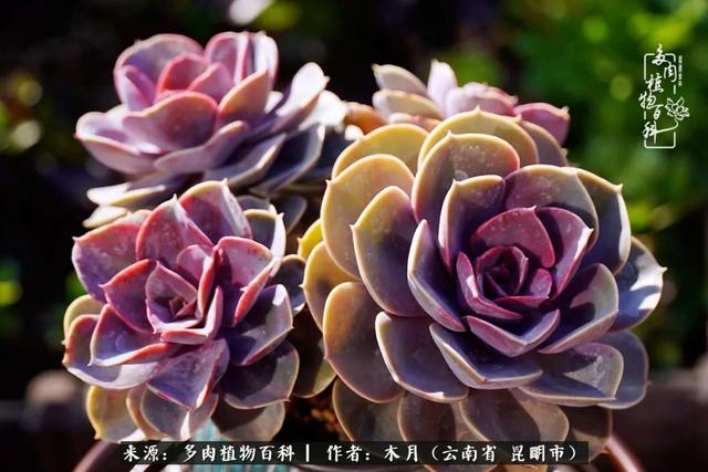 安康石英砂洗砂机厂家电话