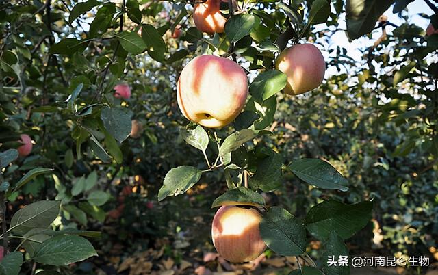 苹果什么时候打膨大素？保花保果用什么肥料好？上什么肥料长的好