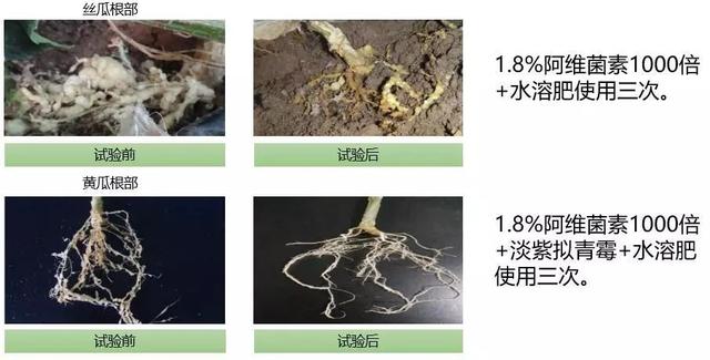 「彻底消灭红蜘蛛」阿维菌素：虫螨克星！2个最佳复配方法6