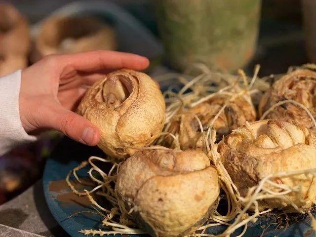 贝母花 贝母花（贝母花图片） 生活
