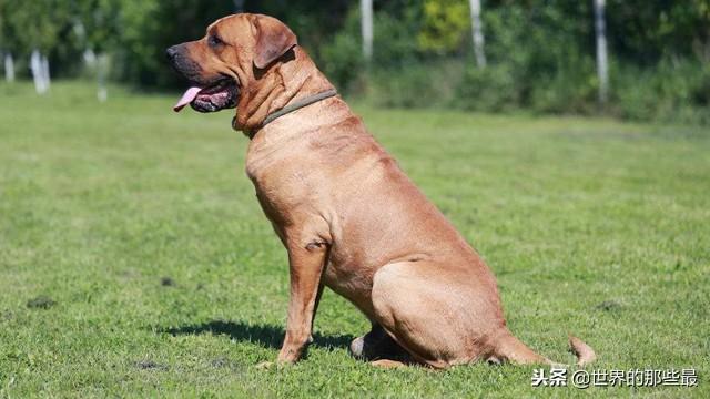 土佐斗犬