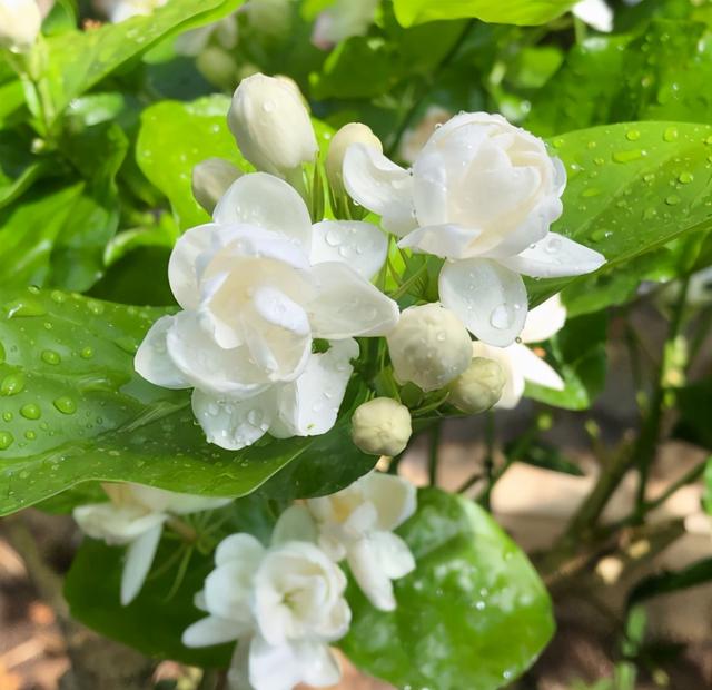 还在为茉莉花不开花发愁吗？别着急，按照步骤做好，必然满头花苞3