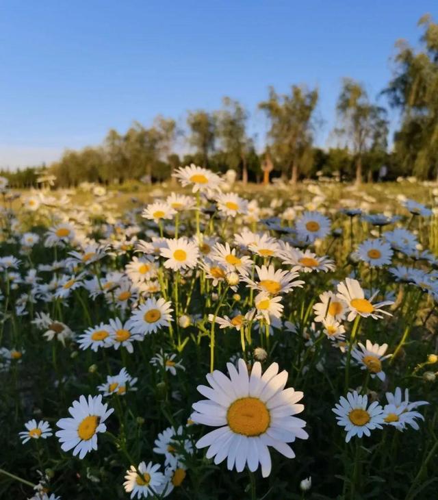 菊花图片