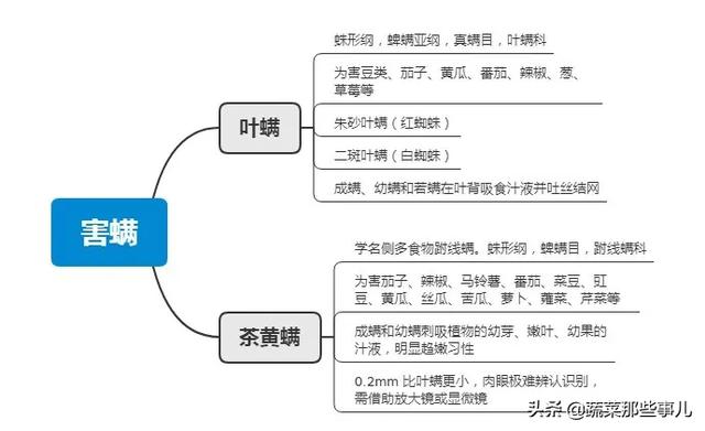 1年繁殖18代！6月对蔬菜危害最重，螨虫应该咋防治？1