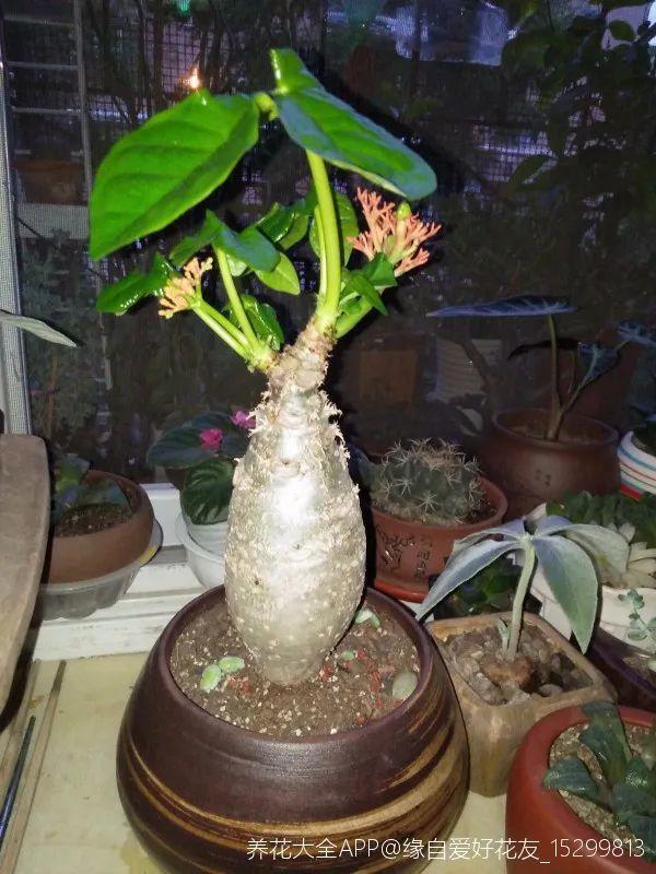 树萝卜 树萝卜（树萝卜下山桩怎么养） 生活