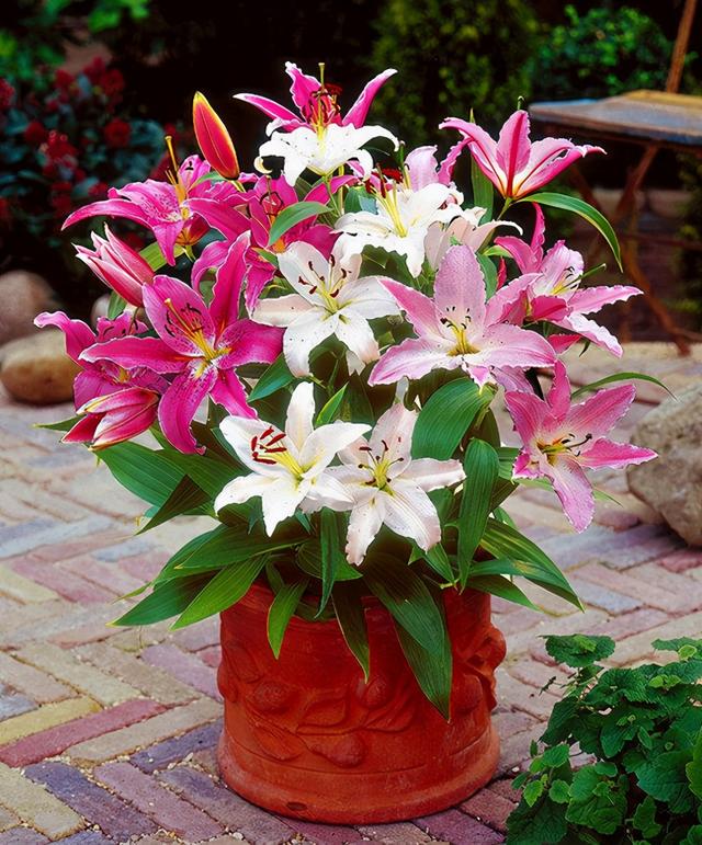 清丽雅致的百合花,日常养护很简单,家里养起来