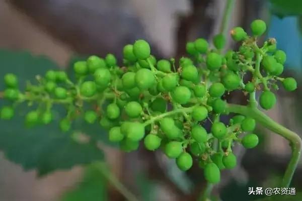 植物调节剂在葡萄上的7大应用问题，少一点是平常，多一点是天堂7