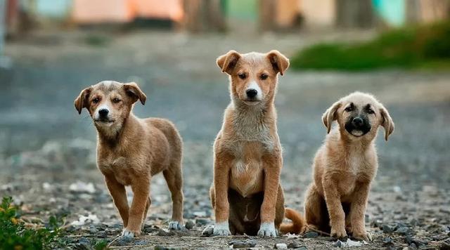 狂犬病能治吗