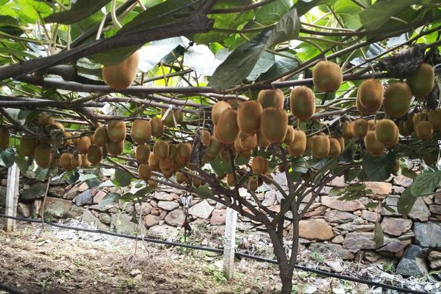猕猴桃的产地 猕猴桃的产地（陕西猕猴桃的产地） 生活