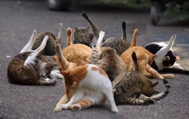 猫咪一直舔一个地方是怎么回事儿（猫咪舔这几个地方）(5)