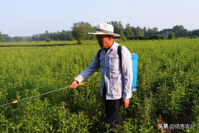 红蜘蛛体积小善隐藏，茶黄螨更加狡猾，用哪些农药效果好又长效4