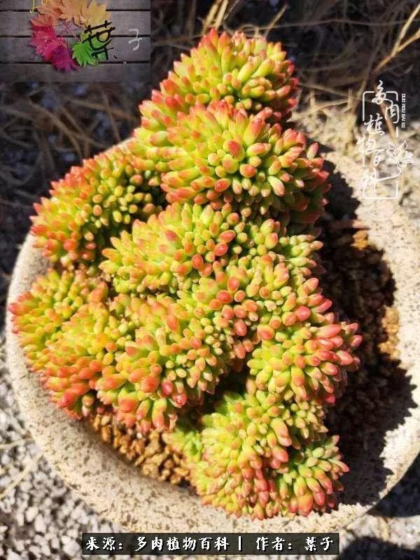 药药，病虫闹，叶子推荐来一套！再谈春夏多肉病虫害防治6