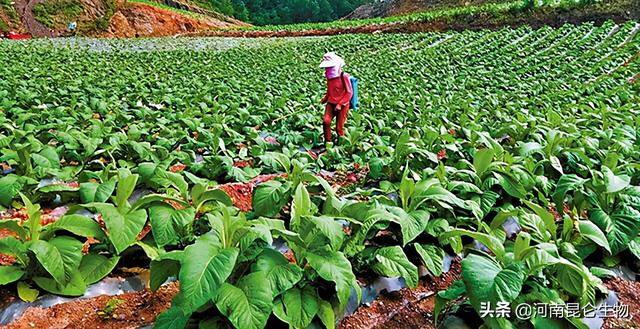 烤烟重茬根腐怎么治？烤烟黄叶病打什么药？烤烟死苗烂根如何预防4