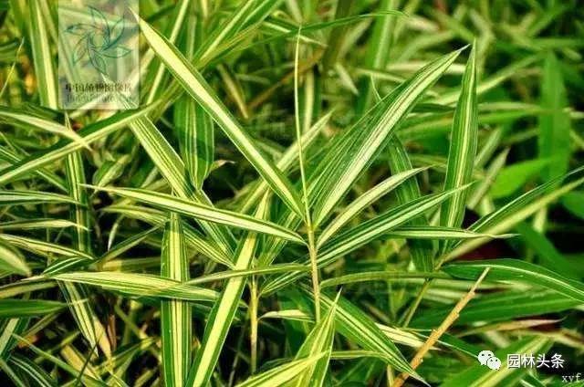 竹子的种类 竹子的种类（竹子的种类及特点） 生活