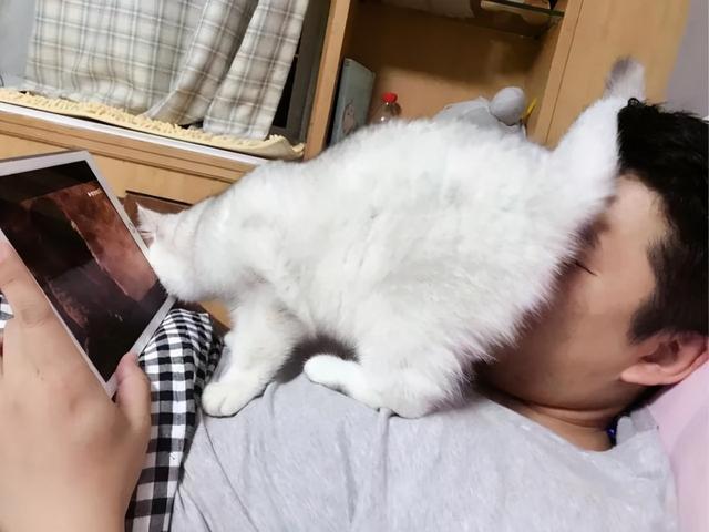 猫咪一直舔一个地方是怎么回事儿（猫咪舔这几个地方）(4)
