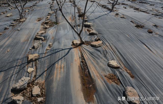 你的果园树盘进行清耕、打除草剂还是覆盖，园艺地布是不错的选择11