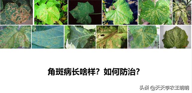 角斑病是怎么来的？到底是真菌还是细菌？分清症状对症下药