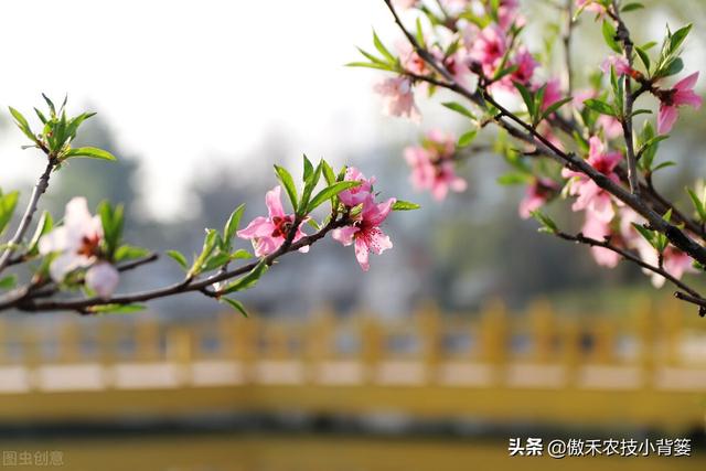 果树开花前和谢花后重点补硼补钙，既能促花促果，又能保花保果9