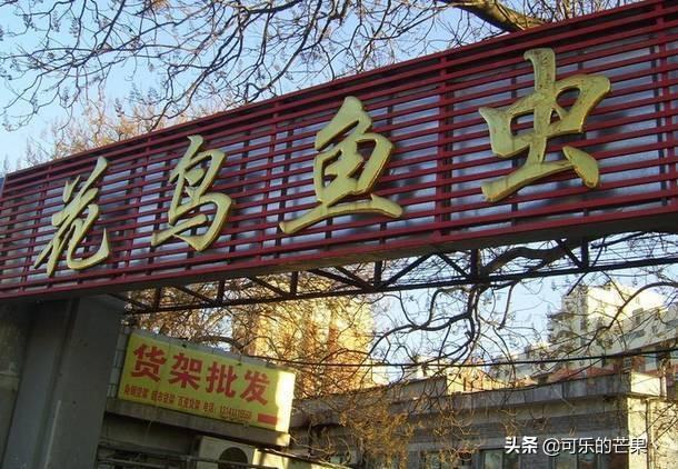 石家庄宠物市场