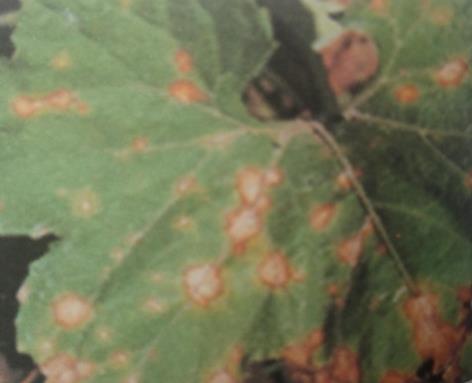 引起西瓜炭疽病的原因是什么？