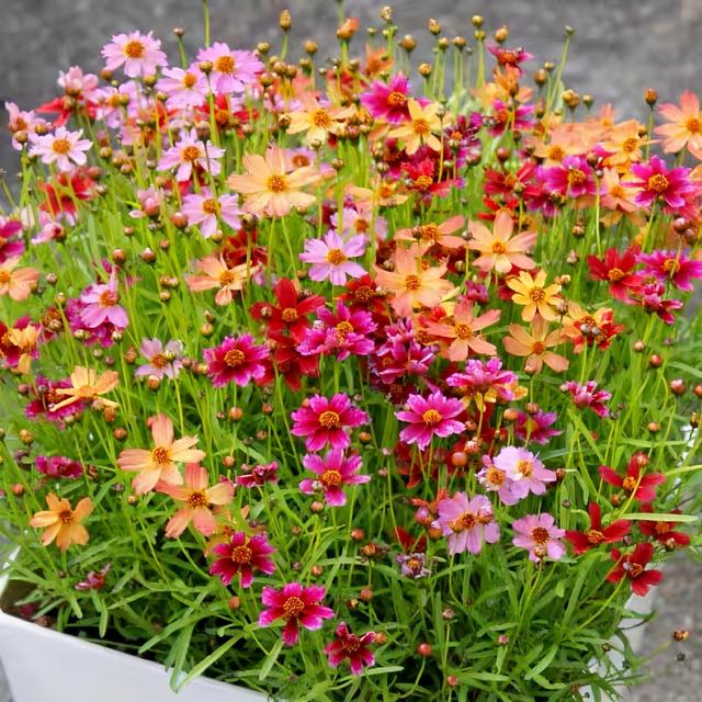 金鸡菊 金鸡菊（金鸡菊花期） 生活