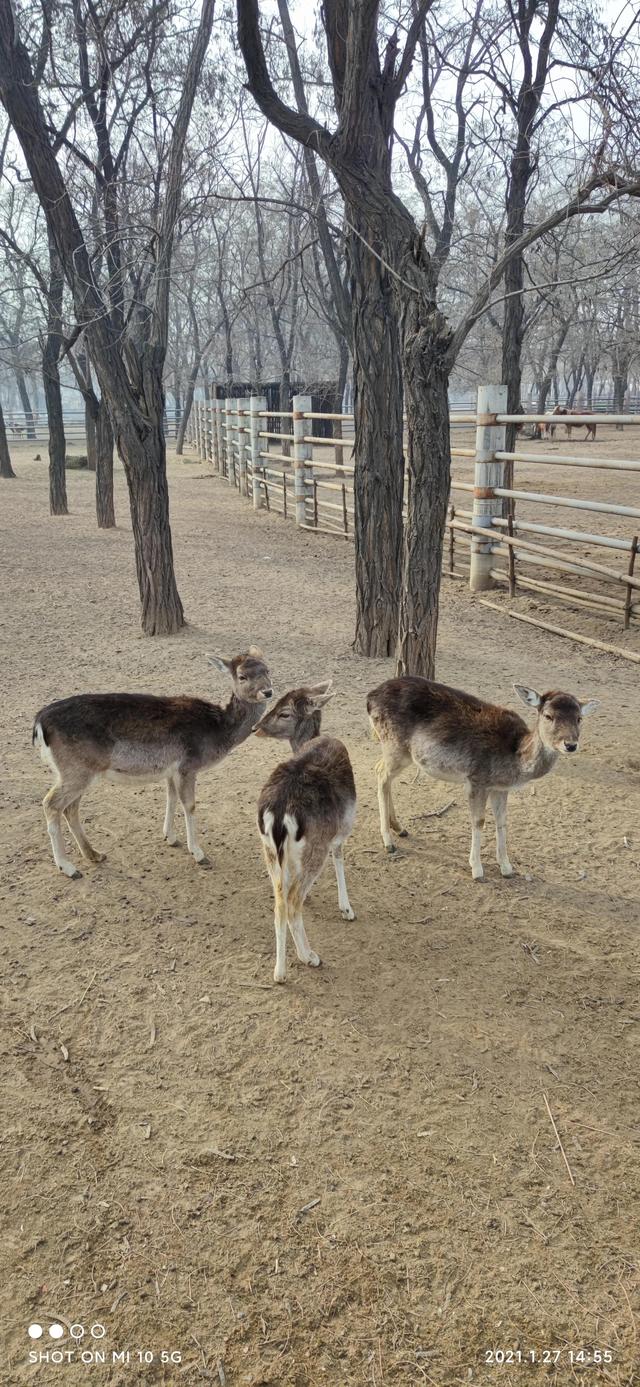 動物園文案動物園文案短句乾淨治癒