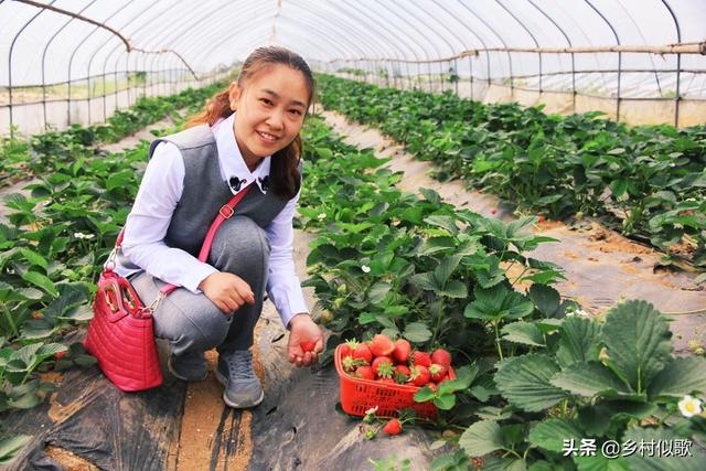 大棚是温馨之屋，冬暖夏凉，那么它种植什么增收比较稳定呢？3