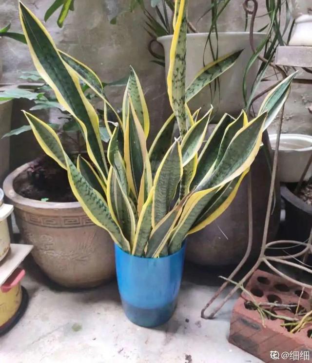 碰碰香有毒吗 碰碰香有毒吗（植物碰碰香有毒吗） 生活