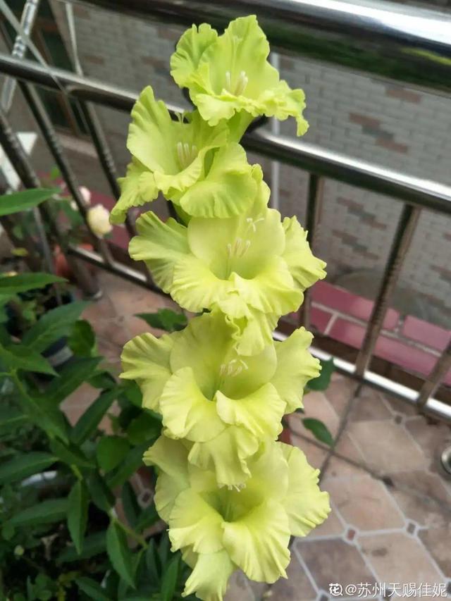 夏天的花 夏天的花（夏天的花卉） 生活
