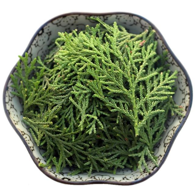 中药古今研究：侧柏叶