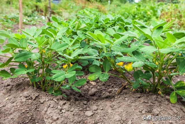 种植花生，采用十三香拌种很流行，十三香拌种有啥用？