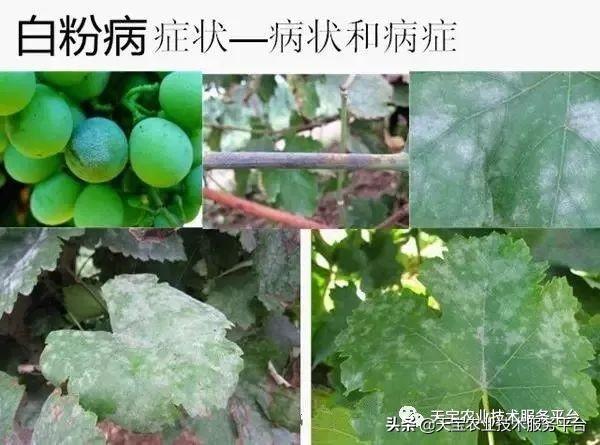 烂叶烂茎烂根啥药好使？专家出大招6