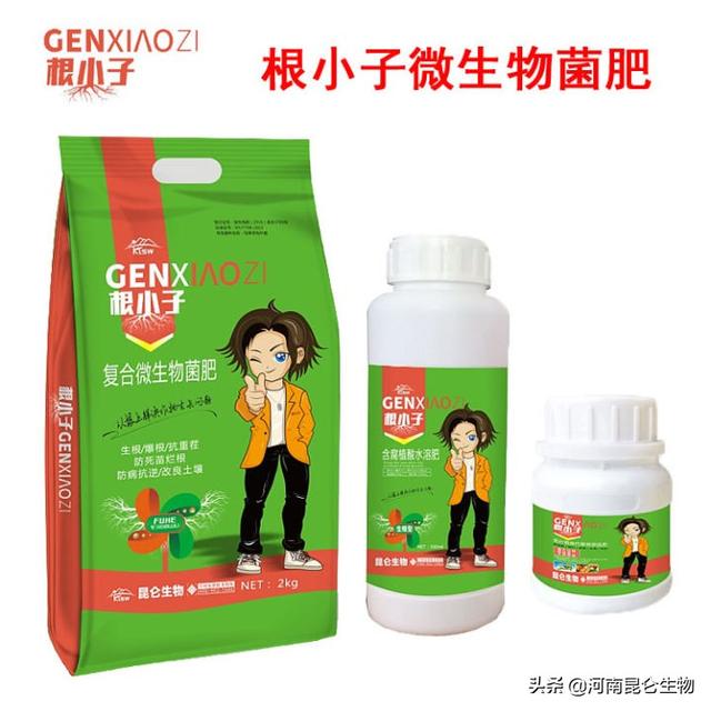 茄子烂根的原因是什么？茄子烂根用什么药？茄子重茬根腐怎么办？3