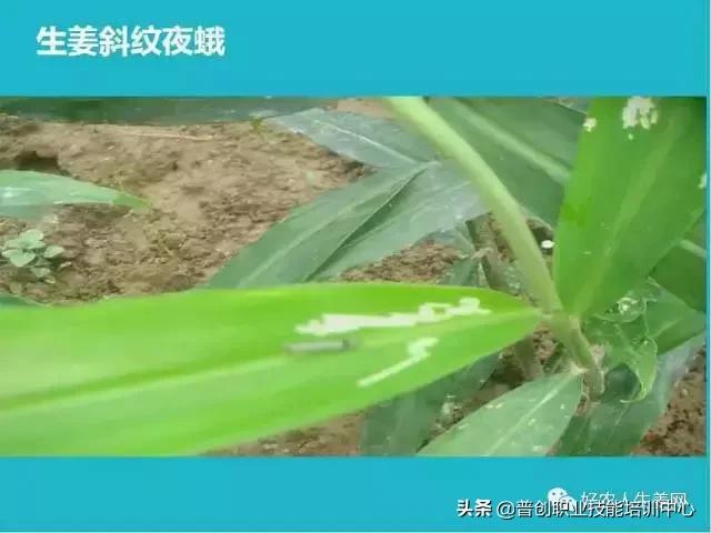 「生姜植保」生姜病虫害图谱以及防止办法（姜农必看！）20