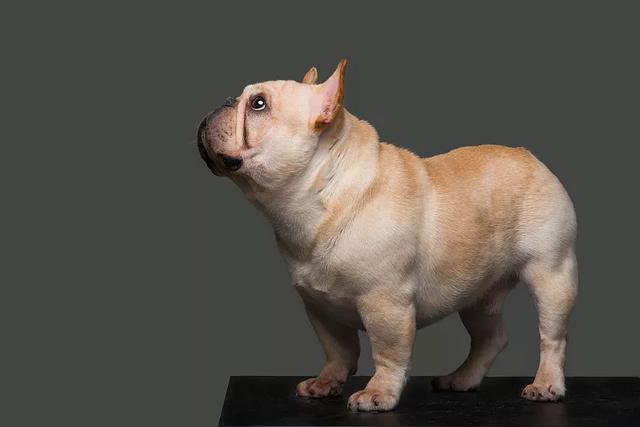 frenchbulldog图片