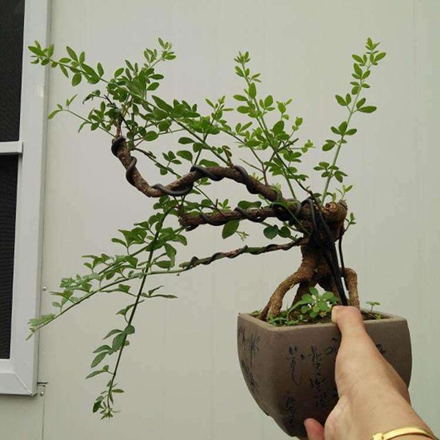 迎春花修剪时间和技巧(迎春花修剪最佳时间)