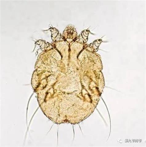 外阴表皮角化不全什么意思