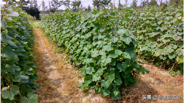 2021年蔬菜常用生物农药推荐2