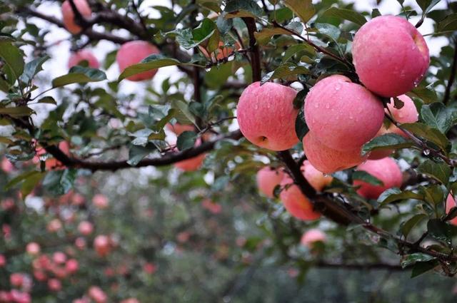 晚上吃苹果有毒？营养专家这样说：别轻信“谣言”，没有科学依据