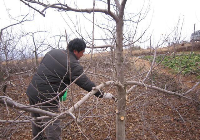 苹果树种植，苹果小卷叶蛾繁殖快、危害时间长，该如何进行防治呢11