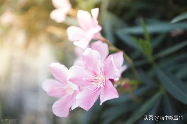 夹竹桃叶 夹竹桃叶（夹竹桃叶横切面结构图手绘） 生活