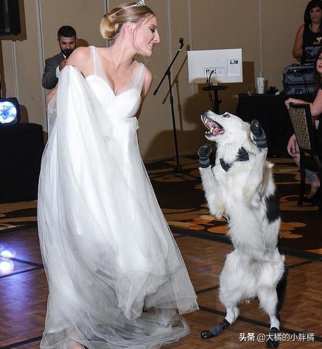 胖橘跳舞（胖橘跳舞比心）