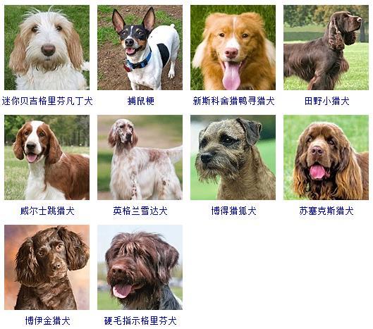 犬的种类