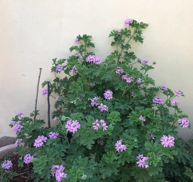 防蚊植物