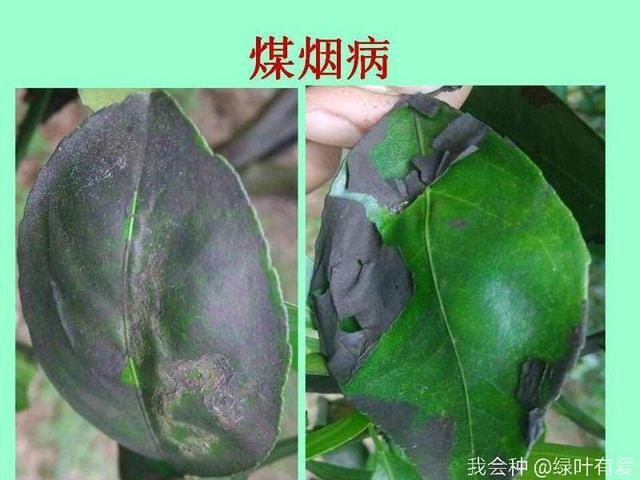 柑橘煤烟病怎么治？果农：柑橘煤烟病不可怱视，做好这几点就行了4