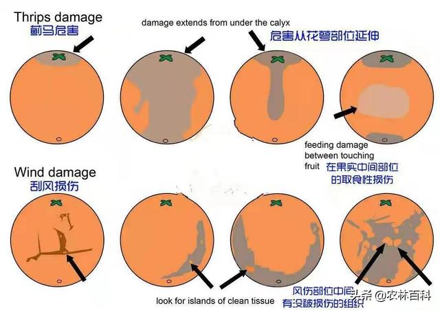 柑橘4月份管理果实变化必须重视，消灭蓟马是首要问题5