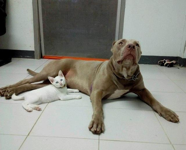 小白猫做比特犬跟班混兩年荣升老大邻居家的狗狗见到都怕它 全网搜