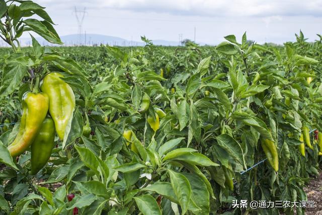 辣椒增产叶面肥套餐，病害少开花多座果多，亩产4500斤以上2